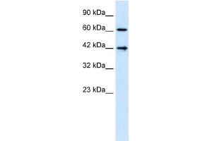 CFLAR antibody (20R-1283) used at 0. (FLIP 抗体  (N-Term))