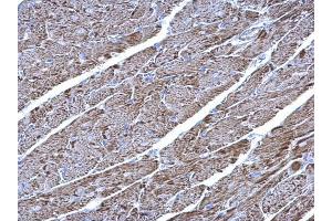 IHC-P Image UQCRC1 antibody [N1N3] detects UQCRC1 protein at mitochondria on mouse heart by immunohistochemical analysis.