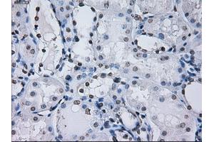 Immunohistochemical staining of paraffin-embedded prostate tissue using anti-PSMA7mouse monoclonal antibody. (PSMA7 抗体)