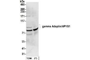 Western Blotting (WB) image for anti-Adaptor-Related Protein Complex 1, gamma 1 Subunit (AP1G1) (AA 1-50) antibody (ABIN7450267)