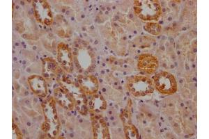 IHC image of ABIN7162877 diluted at 1:200 and staining in paraffin-embedded human kidney tissue performed on a Leica BondTM system. (PCNT 抗体  (AA 250-600))
