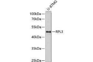 Western blot analysis of extracts of U-87MG cells, using RPL3 antibody (ABIN6128684, ABIN6147132, ABIN6147134 and ABIN6222730) at 1:1000 dilution. (RPL3 抗体  (AA 1-260))