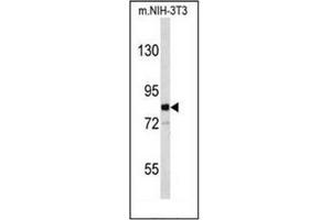 Western blot analysis of EVI5 Antibody (Center) in mouse NIH-3T3 cell line lysates (35ug/lane). (EVI5 抗体  (Middle Region))