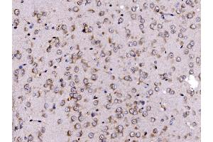 IHC analysis of FKBP135/FKBP15 using anti-FKBP135/FKBP15 antibody (ABIN7600397). (FKBP15 抗体  (AA 19-1210))