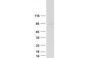 Western Blotting (WB) image for General Transcription Factor IIH, Polypeptide 1, 62kDa (GTF2H1) (Transcript Variant 1) protein (Myc-DYKDDDDK Tag) (ABIN2722318)