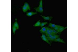 Immunofluorescent analysis of Hela cells using ABIN7167807 at dilution of 1:100 and Alexa Fluor 488-congugated AffiniPure Goat Anti-Rabbit IgG(H+L) (Chemerin 抗体  (AA 21-157))