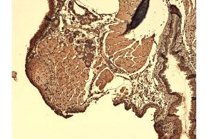 Immunohistochemistry (IHC) image for anti-Solute Carrier Family 5 (Sodium/iodide Cotransporter), Member 5 (SLC5A5) (AA 468-643) antibody (Atto 390) (ABIN2484447)