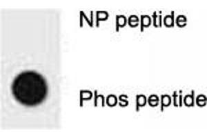 Dot Blot (DB) image for anti-Receptor tyrosine-protein kinase erbB-2 (ErbB2/Her2) (pTyr1196) antibody (ABIN3029493)