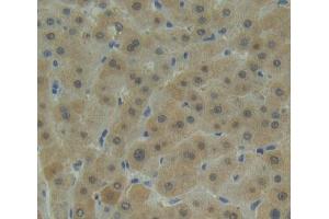 Immunohistochemistry (IHC) image for anti-Proteasome Subunit alpha Type 1 (PSMA1) (AA 16-263) antibody (ABIN1870031)