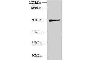 Western blot All lanes: TRIP13 antibody at 1 μg/mL + A549 whole cell lysate Secondary Goat polyclonal to rabbit IgG at 1/10000 dilution Predicted band size: 49, 23 kDa Observed band size: 49 kDa (TRIP13 抗体  (AA 181-390))