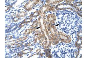 Image no. 1 for anti-Potassium Voltage-Gated Channel, Shaker-Related Subfamily, Member 10 (KCNA10) (AA 154-203) antibody (ABIN202694)