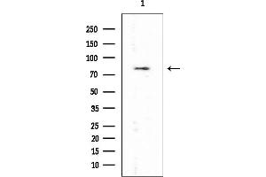 anti-Protein Kinase C, delta (PKCd) (N-Term) antibody