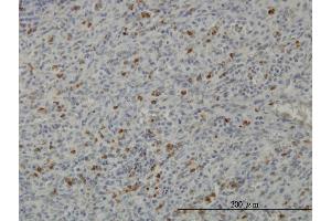Immunostaining (ISt) image for anti-Protein Kinase, AMP-Activated, alpha 1 Catalytic Subunit (PRKAA1) (AA 451-550) antibody (ABIN519163)