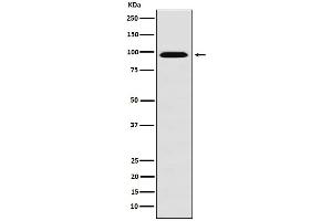 Western blot analysis of RanBP9 expression in HeLa cell lysate. (Recombinant Importin 9 抗体)