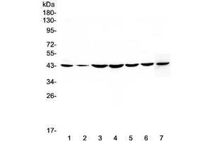 Western blot testing of human 1) HeLa, 2) placenta, 3) COLO-320, 4) PANC-1, 5) HepG2, 6) MDA-MB-231 and 7) mouse NIH3T3 lysate with FLIP antibody at 0. (FLIP 抗体  (AA 1-376))