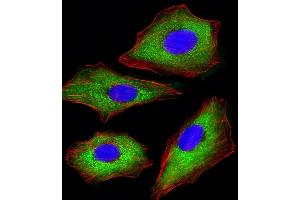 Immunofluorescent analysis of 4 % paraformaldehyde-fixed, 0. (CDK5 抗体)
