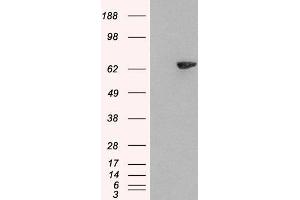 HEK293 overexpressing SH2B3 (ABIN5437172) and probed with ABIN185272 (mock transfection in first lane). (SH2B3 抗体  (N-Term))