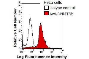 HeLa cells were fixed in 2% paraformaldehyde/PBS and then permeabilized in 90% methanol. (DNMT3B 抗体)