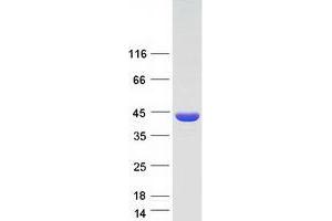 Validation with Western Blot (DMC1 Protein (Myc-DYKDDDDK Tag))