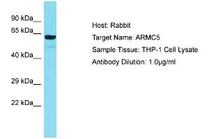 Host: Rabbit Target Name: ARMC5 Sample Tissue: Human THP-1 Whole Cell Antibody Dilution: 1ug/ml (ARMC5 抗体  (N-Term))