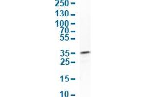 Western Blot analysis of human cell line A-431. (FGFBP1 抗体  (AA 89-226))