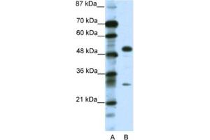 Western Blotting (WB) image for anti-Glial Cells Missing Homolog 1 (GCM1) antibody (ABIN2463829) (GCM1 抗体)