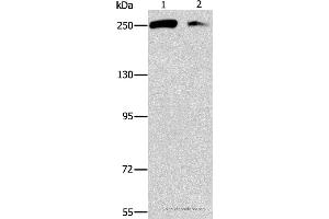 Western blot analysis of Lovo and 293T cell, using EIF4G1 Polyclonal Antibody at dilution of 1:450 (EIF4G1 抗体)