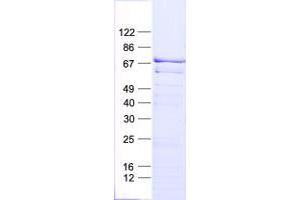 Validation with Western Blot (MAP3K3 Protein (His tag))