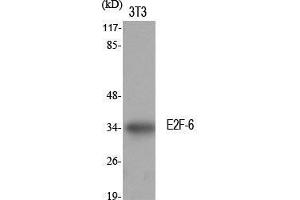 Western Blot (WB) analysis of specific cells using E2F-6 Polyclonal Antibody. (E2F6 抗体  (Internal Region))