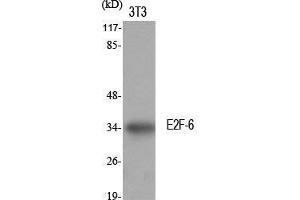 Western Blot (WB) analysis of specific cells using E2F-6 Polyclonal Antibody.