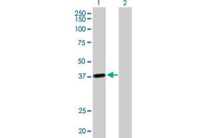 Western Blot analysis of LRRC39 expression in transfected 293T cell line by LRRC39 MaxPab polyclonal antibody. (LRRC39 抗体  (AA 1-335))