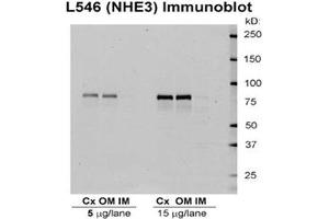 Western Blotting (WB) image for anti-Solute Carrier Family 9 (Sodium/hydrogen Exchanger), Member 3 (SLC9A3) antibody (HRP) (ABIN2486548)