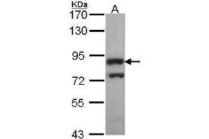 WB Image Sample (30 ug of whole cell lysate) A: Hep G2 , 7. (PWP2 抗体  (Internal Region))
