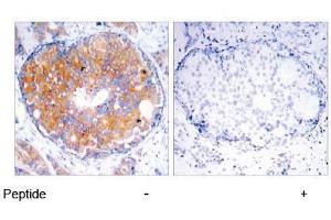 Image no. 2 for anti-Mitogen-Activated Protein Kinase Kinase 2 (MAP2K2) (Thr394) antibody (ABIN197107)