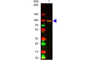 Western Blot of Mouse anti-AKT pS473 antibody Atto 594 Conjugated. (AKT1 抗体  (Internal Region, pSer473) (Atto 594))