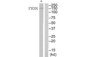 Western Blotting (WB) image for anti-FYVE and Coiled-Coil Domain Containing 1 (FYCO1) (Internal Region) antibody (ABIN1851342) (FYCO1 抗体  (Internal Region))