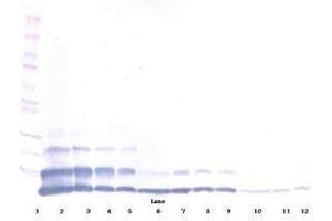 Image no. 2 for anti-Resistin Like beta (RETNLB) antibody (ABIN465494) (RETNLB 抗体)