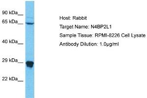 Host: Rabbit Target Name: N4BP2L1 Sample Type: RPMI-8226 Whole Cell lysates Antibody Dilution: 1. (N4BP2L1 抗体  (C-Term))