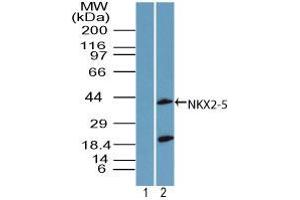 Image no. 2 for anti-NK2 Homeobox 5 (NKX2-5) (AA 300-324) antibody (ABIN960279) (NK2 Homeobox 5 抗体  (AA 300-324))