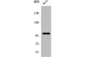 Western Blot analysis of HeLa cells using HSP105 Polyclonal Antibody (HSPH1 抗体  (C-Term))