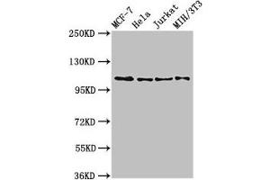 Western Blot Positive WB detected in: MCF-7 whole cell lysate, Hela whole cell lysate, Jurkat whole cell lysate, NIH/3T3 whole cell lysate All lanes: EPHB3 antibody at 2. (EPH Receptor B3 抗体  (AA 261-390))
