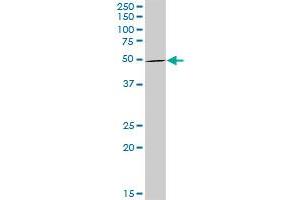 STAU1 MaxPab rabbit polyclonal antibody. (STAU1/Staufen 抗体  (AA 1-577))