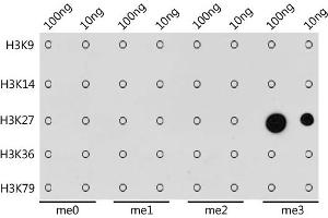 Dot-blot analysis of all sorts of methylation peptides using TriMethyl-Histone H3-K27 antibody (ABIN7267698) at 1:1000 dilution.