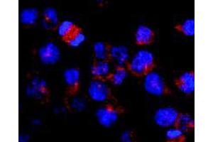 Immunofluorescence staining of vesicles (red) in RBL-2H3 (rat basophilic leukemia cell line) using Kinesin (heavy chain) monoclonal antibody, clone KN-03 . (Kinesin (heavy chain) 抗体)