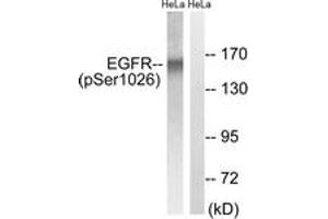 Western blot analysis of extracts from HeLa cells treated with TSA 400nM 24H, using EGFR (Phospho-Ser1026) Antibody. (EGFR 抗体  (pSer1026))