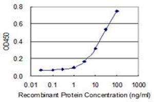 Detection limit for recombinant GST tagged HS3ST2 is 0. (HS3ST2 抗体  (AA 268-367))