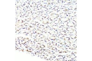 Immunohistochemistry of paraffin-embedded mouse stomach using PRPF8 antibody. (PRPF8 抗体  (AA 1-100))