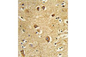 Formalin-fixed and paraffin-embedded human brain tissue reacted with SLC22A6 Antibody (C-Term), which was peroxidase-conjugated to the secondary antibody, followed by DAB staining. (SLC22A6 抗体  (C-Term))