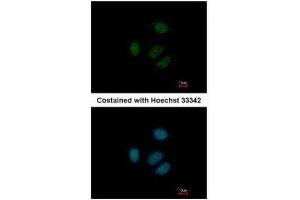Immunofluorescence (IF) image for anti-Ribosomal Protein S15 (RPS15) antibody (ABIN2855194)