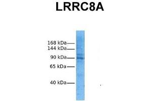 Host:  Rabbit  Target Name:  LRRC8A  Sample Tissue:  Human HepG2  Antibody Dilution:  1. (LRRC8A 抗体  (N-Term))